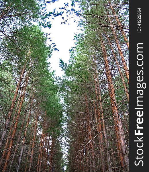 Pine forest under the sky. Pine forest under the sky