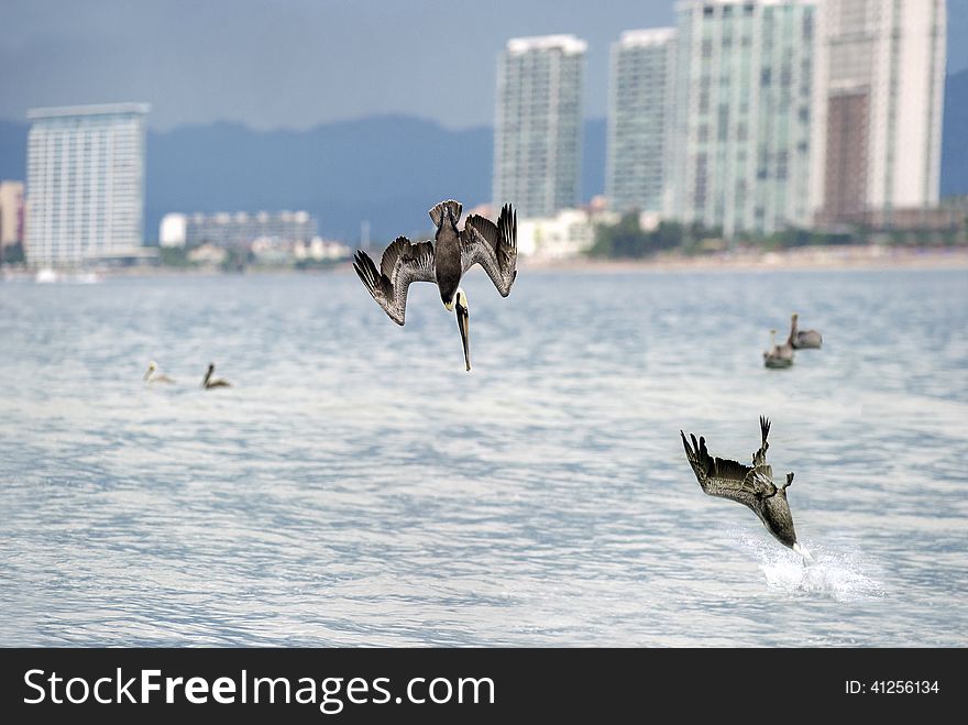 Three pelicans diving for breakfast. Three pelicans diving for breakfast