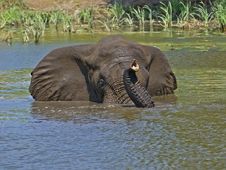 Elephant Swim Stock Photos Elephant Swim Stock Photos