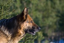 Germany Sheep-dog Royalty Free Stock Images Germany Sheep-dog Royalty Free Stock Images