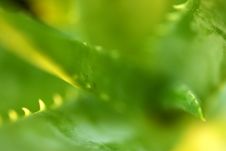 Aloe Plant Stock Images Aloe Plant Stock Images