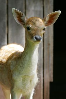 Fawn Deer Stock Photo Fawn Deer Stock Photo