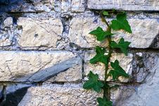 Grafitti Ivy Stock Photography Grafitti Ivy Stock Photography