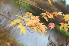 Maple Levaes In The Autumn Over The Water. Royalty Free Stock Image Maple Levaes In The Autumn Over The Water. Royalty Free Stock Image