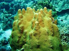 Coral In The Caribbean Sea Stock Images Coral In The Caribbean Sea Stock Images