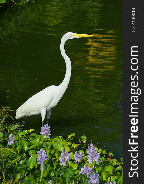 Aquatic white bird on lake. Aquatic white bird on lake