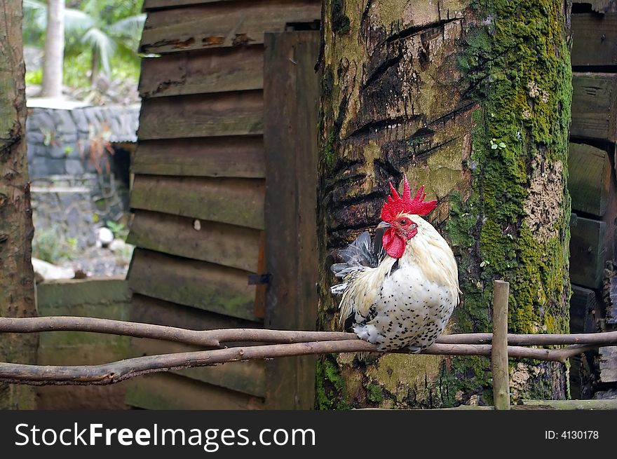 Quiet rooster sitting on old wooden fence. Quiet rooster sitting on old wooden fence