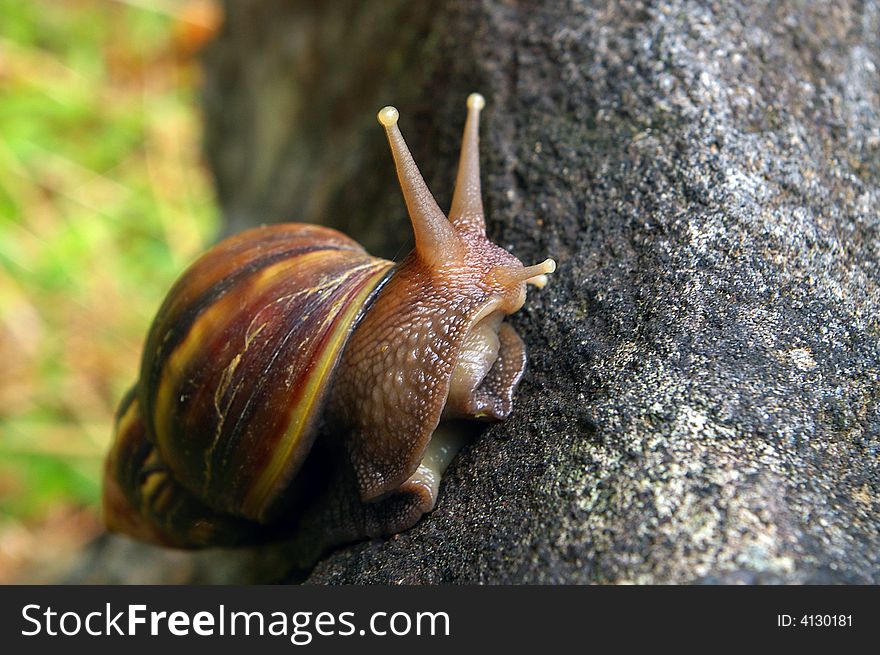 Large snail climbing on rock. Large snail climbing on rock