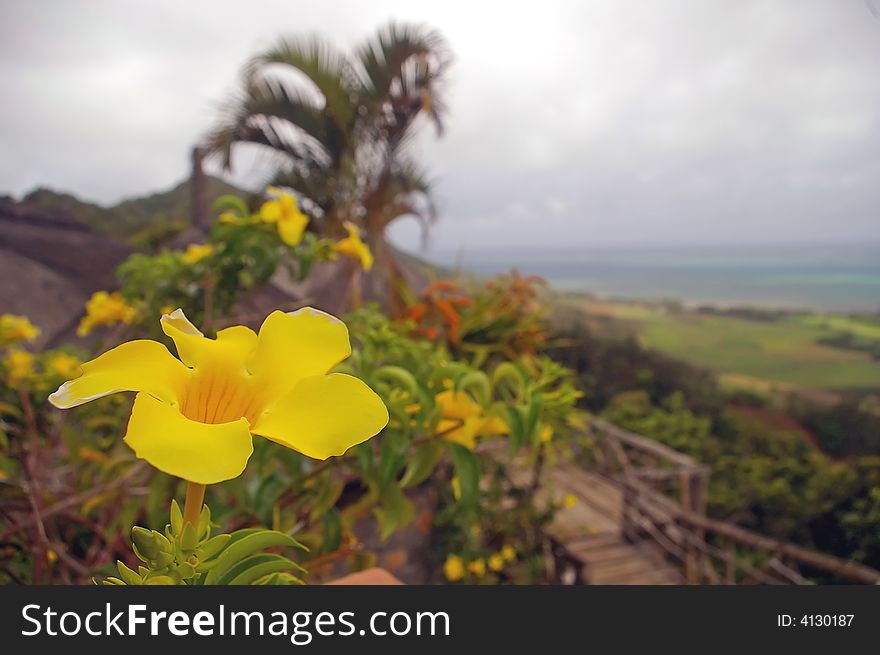 Bright yellow flower with background of sea and mo