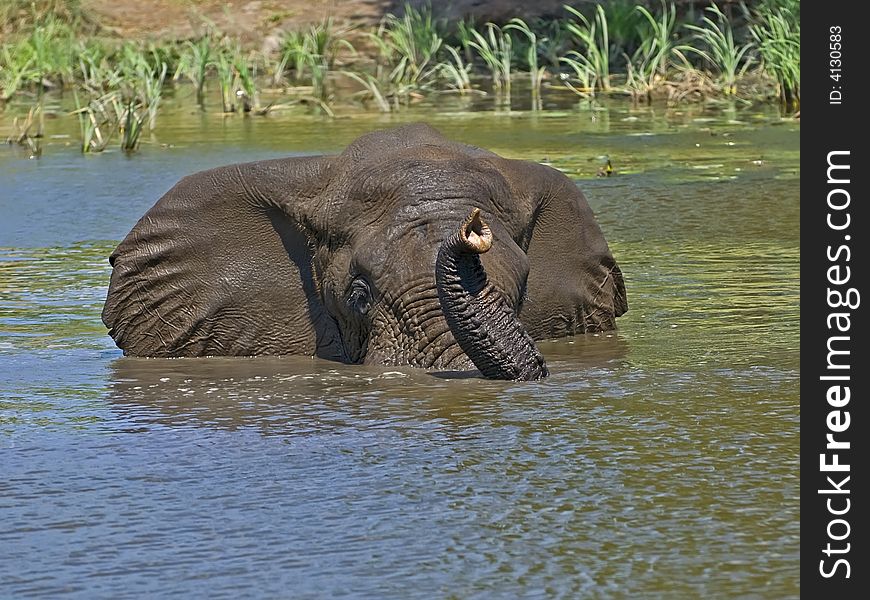Elephants love water and often get into rivers to swim. Elephants love water and often get into rivers to swim