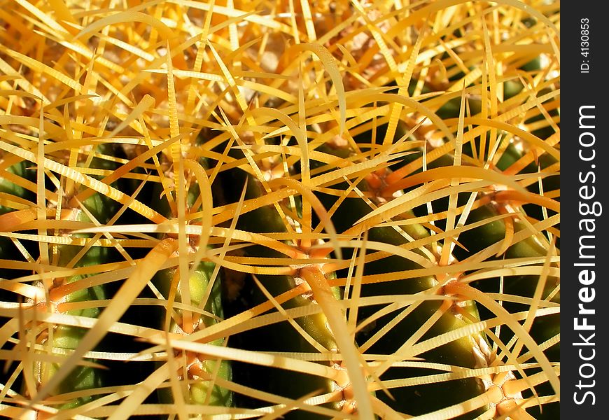 Macro shot of a short barrel cactus with needles so thick they appear to be interwoven