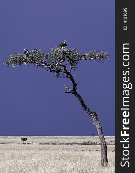 Two vultures survey the scene from an accacia tree in Kenya's Masai-Mara . Two vultures survey the scene from an accacia tree in Kenya's Masai-Mara .