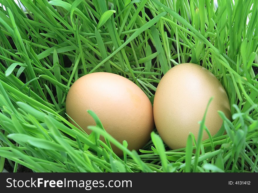 Eggs in green grass