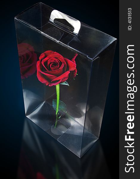 Fresh long stem rose for a gift in plastic case. Fresh long stem rose for a gift in plastic case