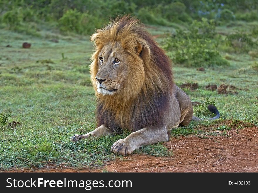 A fully grown Male Lion about to charge an Antelope. A fully grown Male Lion about to charge an Antelope