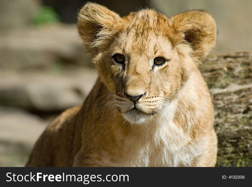 Close-up of a cute lion cub