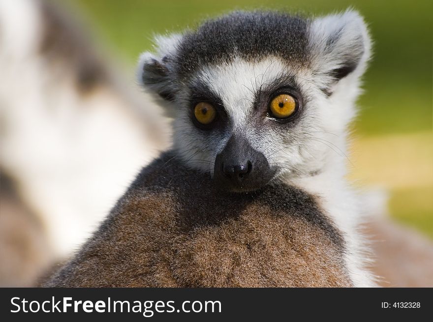 Close-up of a cute ring-tailed lemur