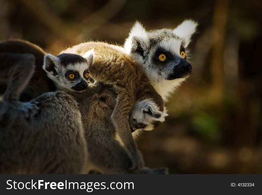 Ring-tailed lemur with cute baby on its back. Ring-tailed lemur with cute baby on its back