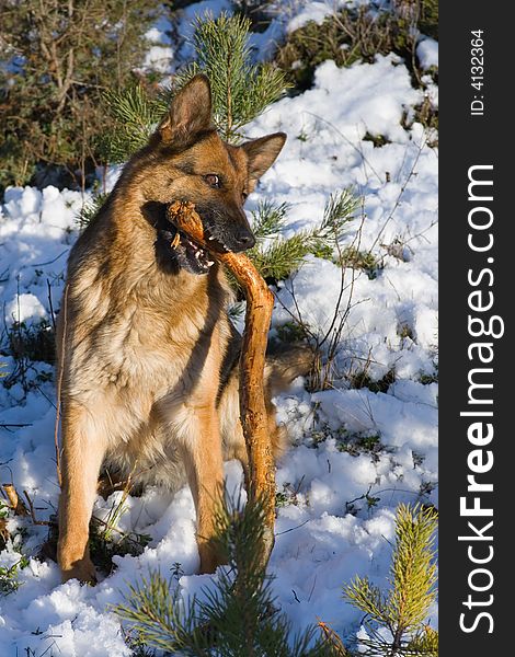 Germany sheep-dog playing with stick in winter forest. Germany sheep-dog playing with stick in winter forest