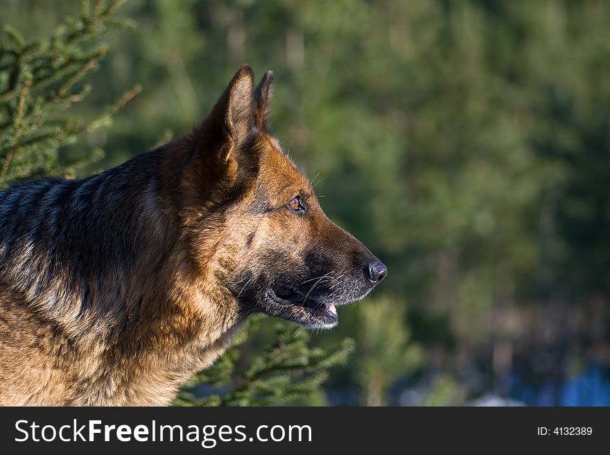 Germany sheepdog portrait on the green backgrounds. Germany sheepdog portrait on the green backgrounds