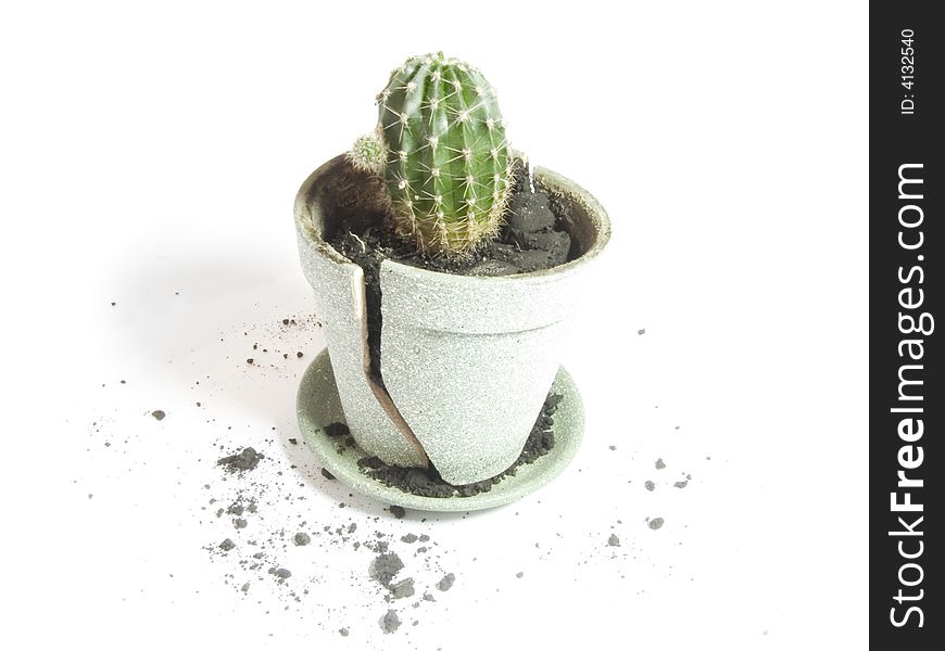 Cactus in the broken pot and a ground around it