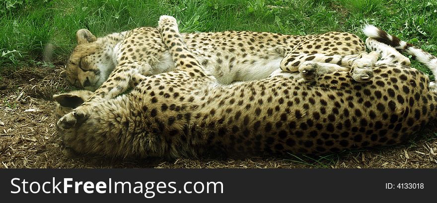 Lovely couple leopards lying stretched face by face