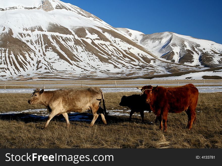 Cows in a winter landscape captured near Castelluccio di Norcia - Umbria - Italy