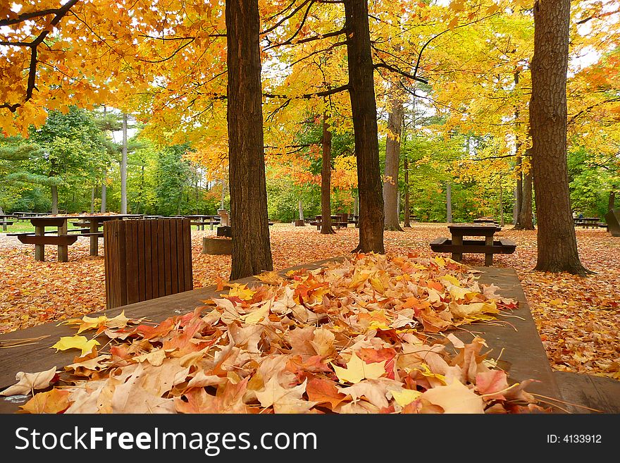 Maple leaves cover this picnic table. More leaves blanket the ground. Maple leaves cover this picnic table. More leaves blanket the ground.