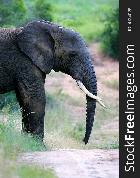 A shot of an African Elephant in the wild