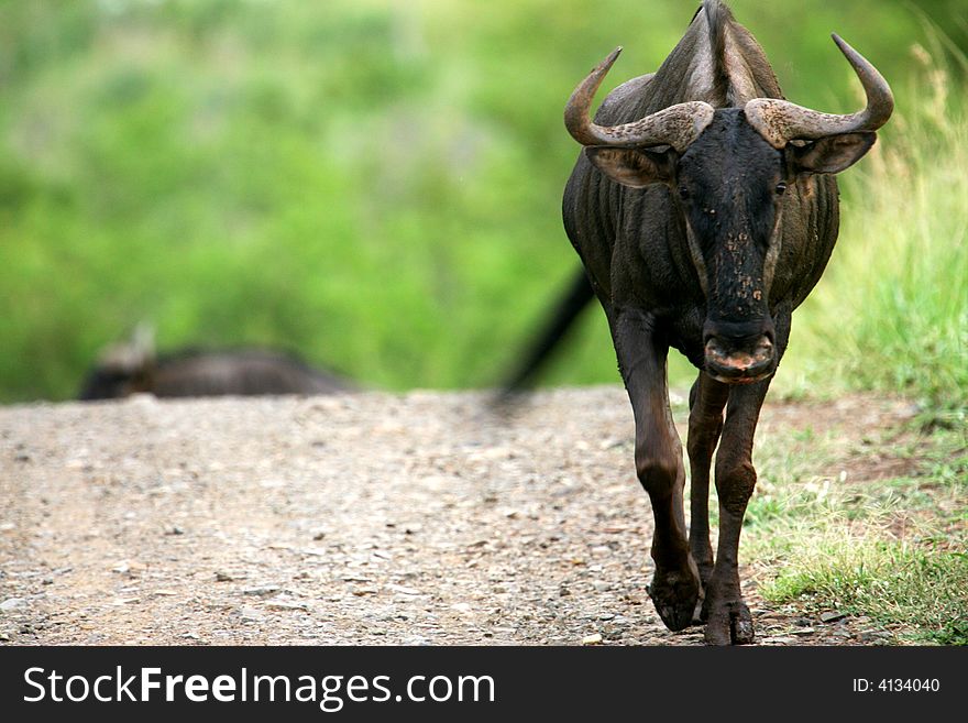 African Wildebeest