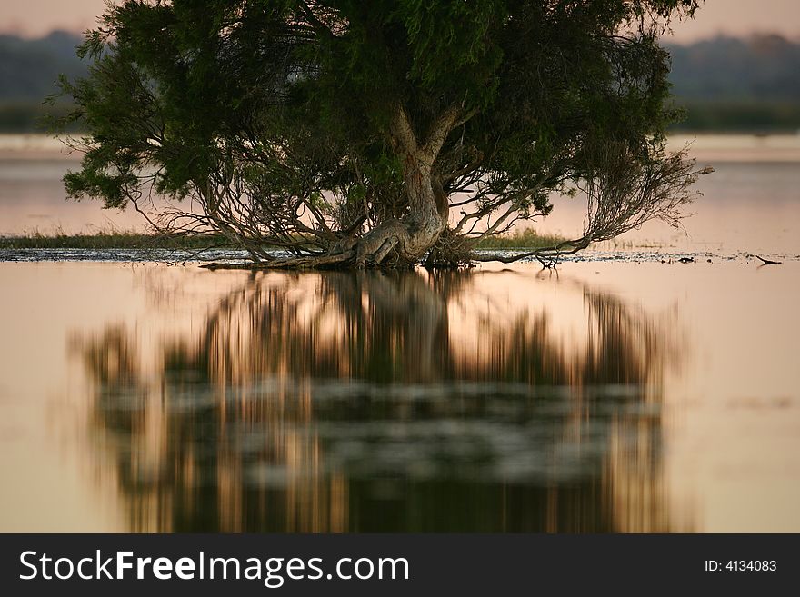A landscape shot of tree in a lake. A landscape shot of tree in a lake