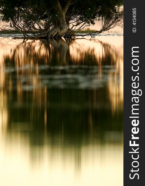 A landscape shot of tree in a lake. A landscape shot of tree in a lake
