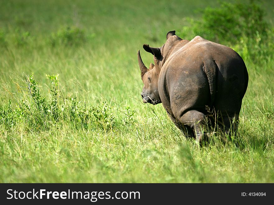 White Rhinoceros