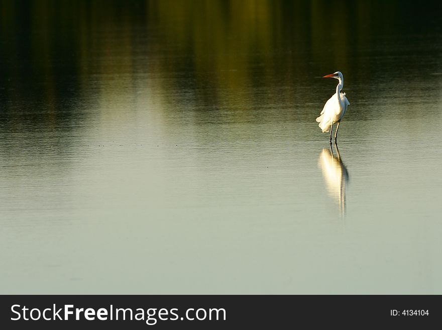 A shot of a Great Egret in the wild
