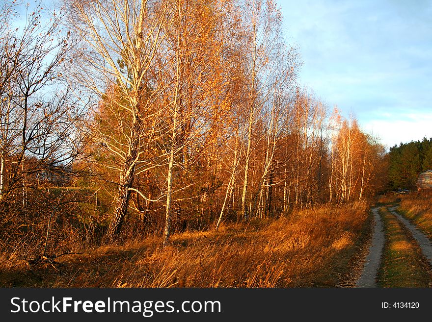 Birch trees in sunset lights in the autumn. Birch trees in sunset lights in the autumn.