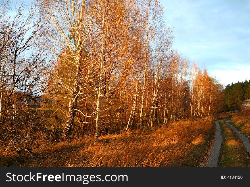 Autumn. Birch trees in sunset lights