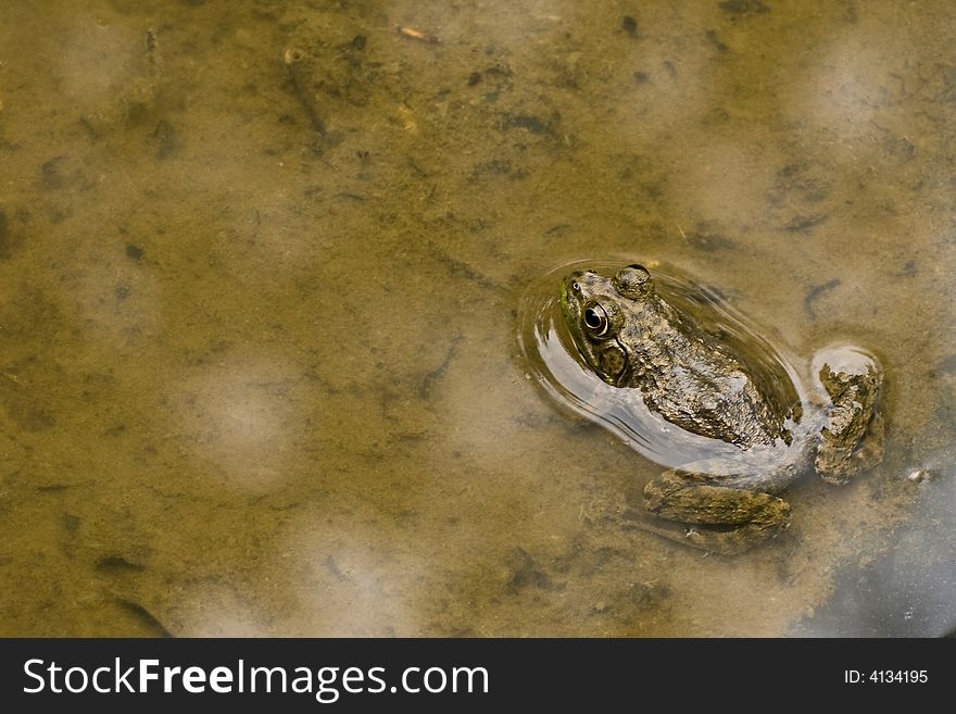 Closeup of a frog in shallow water where you can see the bottom of the pond.