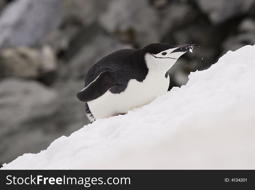 Chinstrap Penguin Antarctica