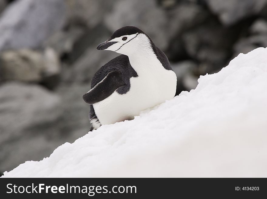 Chinstrap penguin lying flat on snow bank looking left Deception Island Antarctica. Chinstrap penguin lying flat on snow bank looking left Deception Island Antarctica