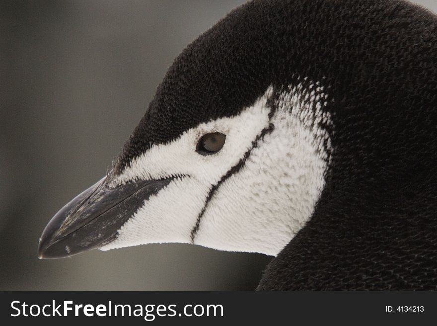 Closeup portrait of chinstrap penguin Deception Island Antarctica. Closeup portrait of chinstrap penguin Deception Island Antarctica