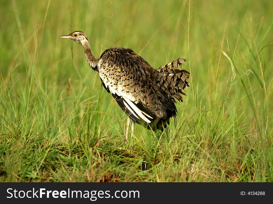 A shot of the Bustard bird in the wild