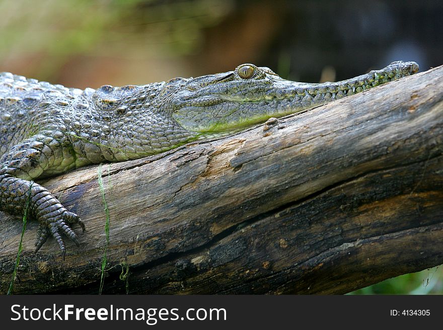 A shot of a Fresh Water Crocodile in the wild