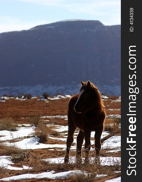 Young horse in the mountains