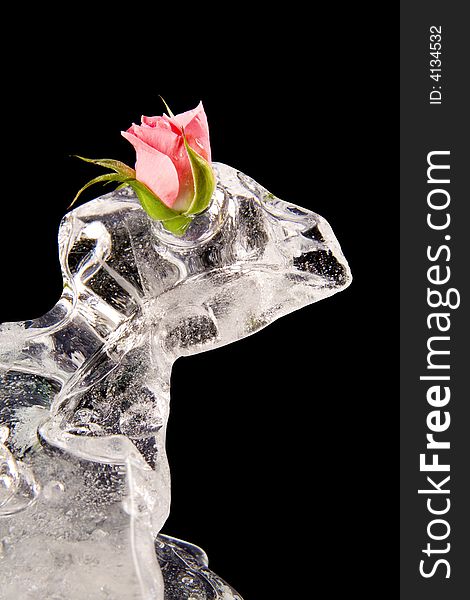 Chilled Rose In The Ice
