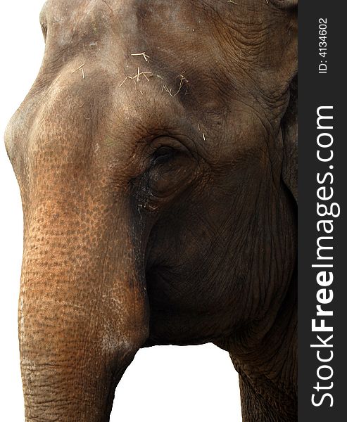 Elephant Face Isolated