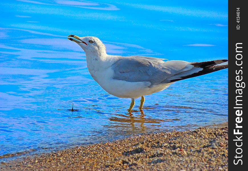 Seagull drinking water out of the Lake. Seagull drinking water out of the Lake