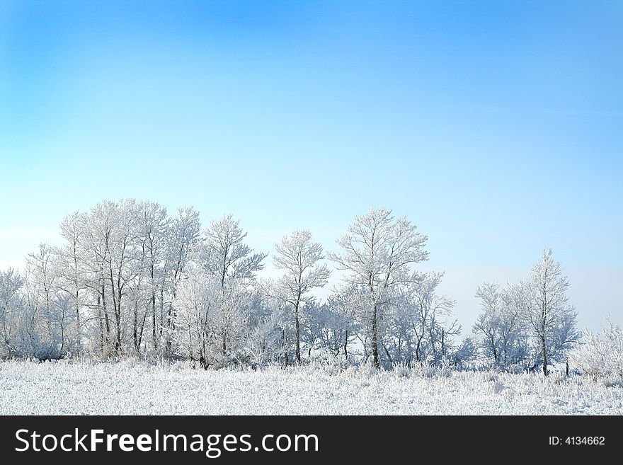 Frozen trees on sky background. white winter