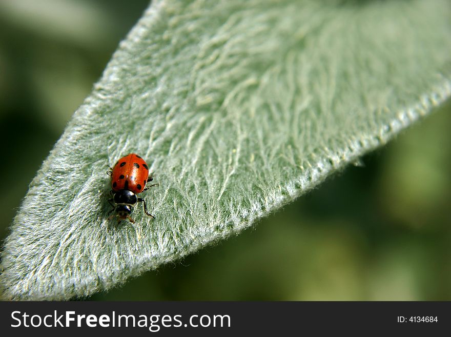 Ladybug walking on a leaf