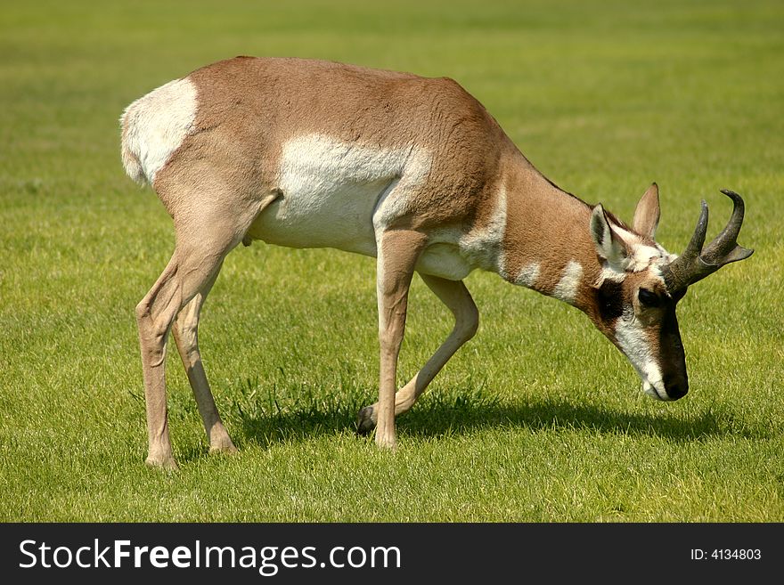 Antelope walking on a grass