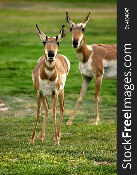 Antelopes walking on a grass